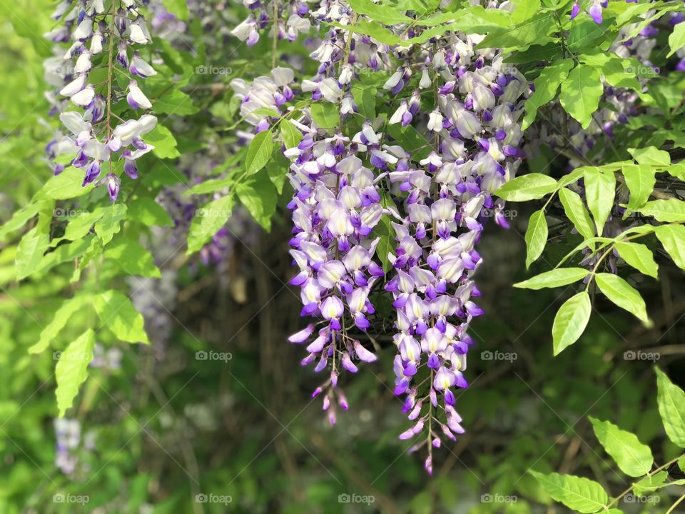 Purple acacia flowers blooming in the tree