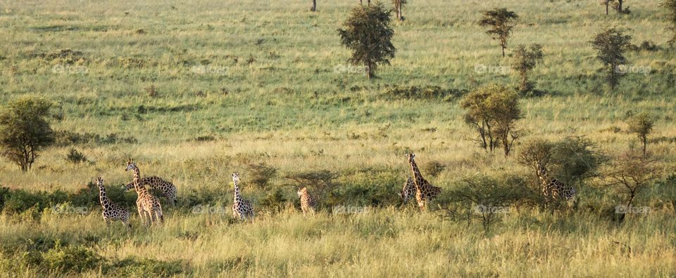 Kidepo,Uganda wildlife  Pictures