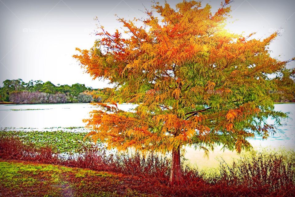 Multicolored cypress tree