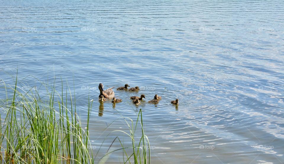 ducks family on a lake happiness