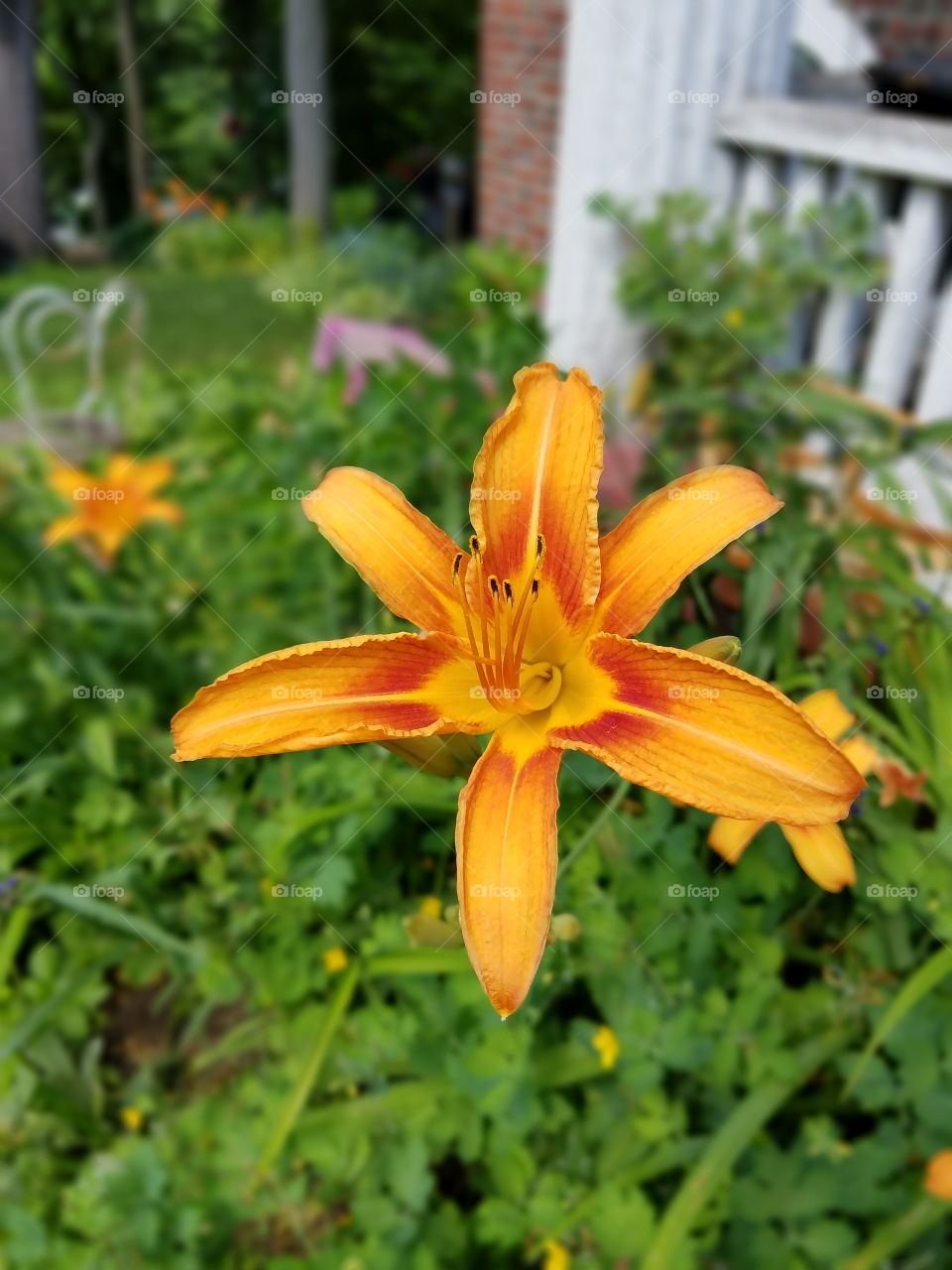 summer Lily