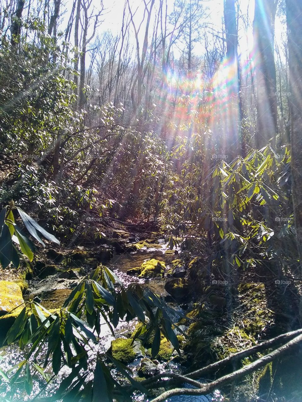 Sunflare through rhododendrons