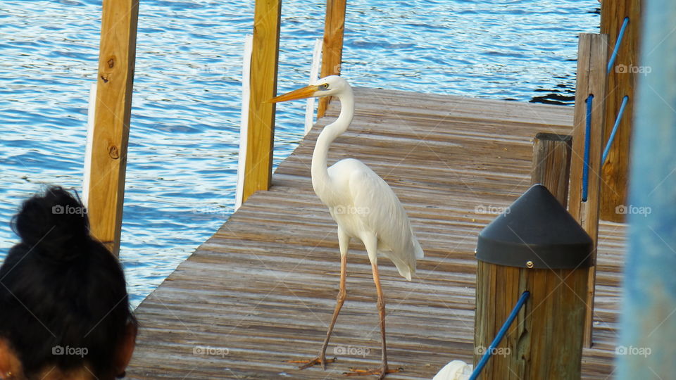 Beautiful bird on the dock in the Keys
