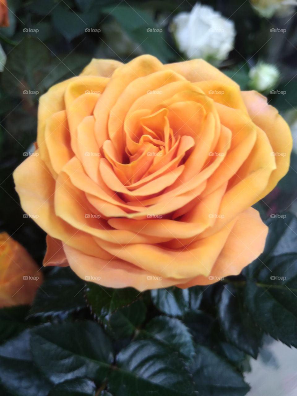orange rose