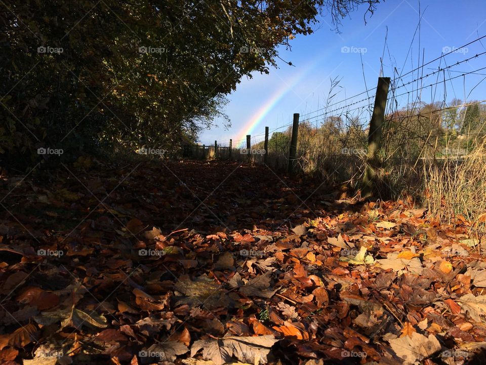 Fallen Autumn Leaves and a rainbow