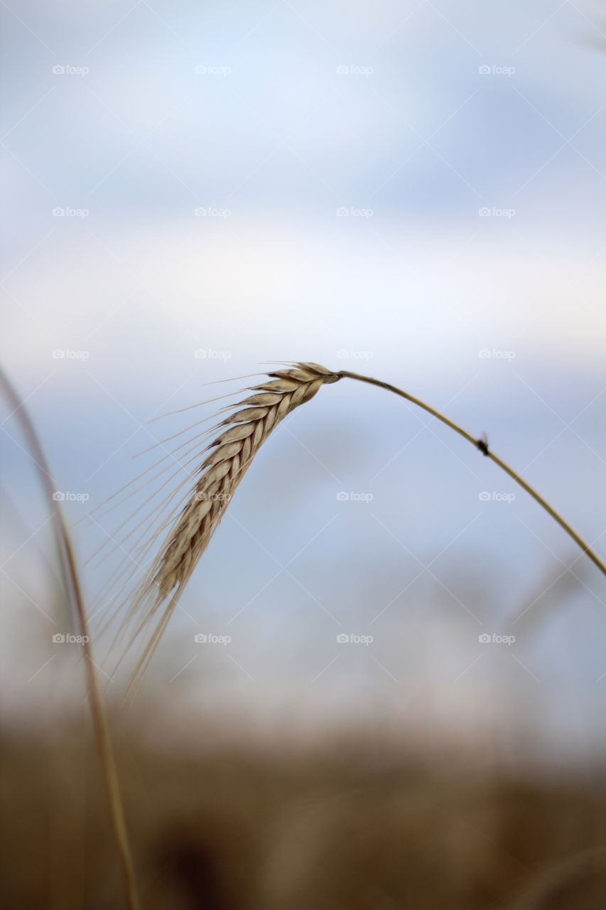 Пшеница и жук.Wheat and beetle.