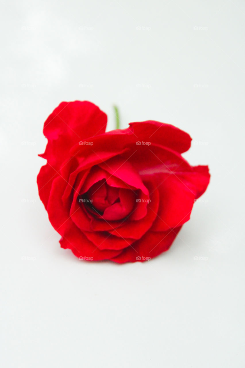 pure red rose