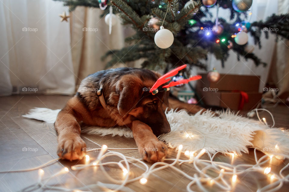 German shepherd puppy near Christmas tree 