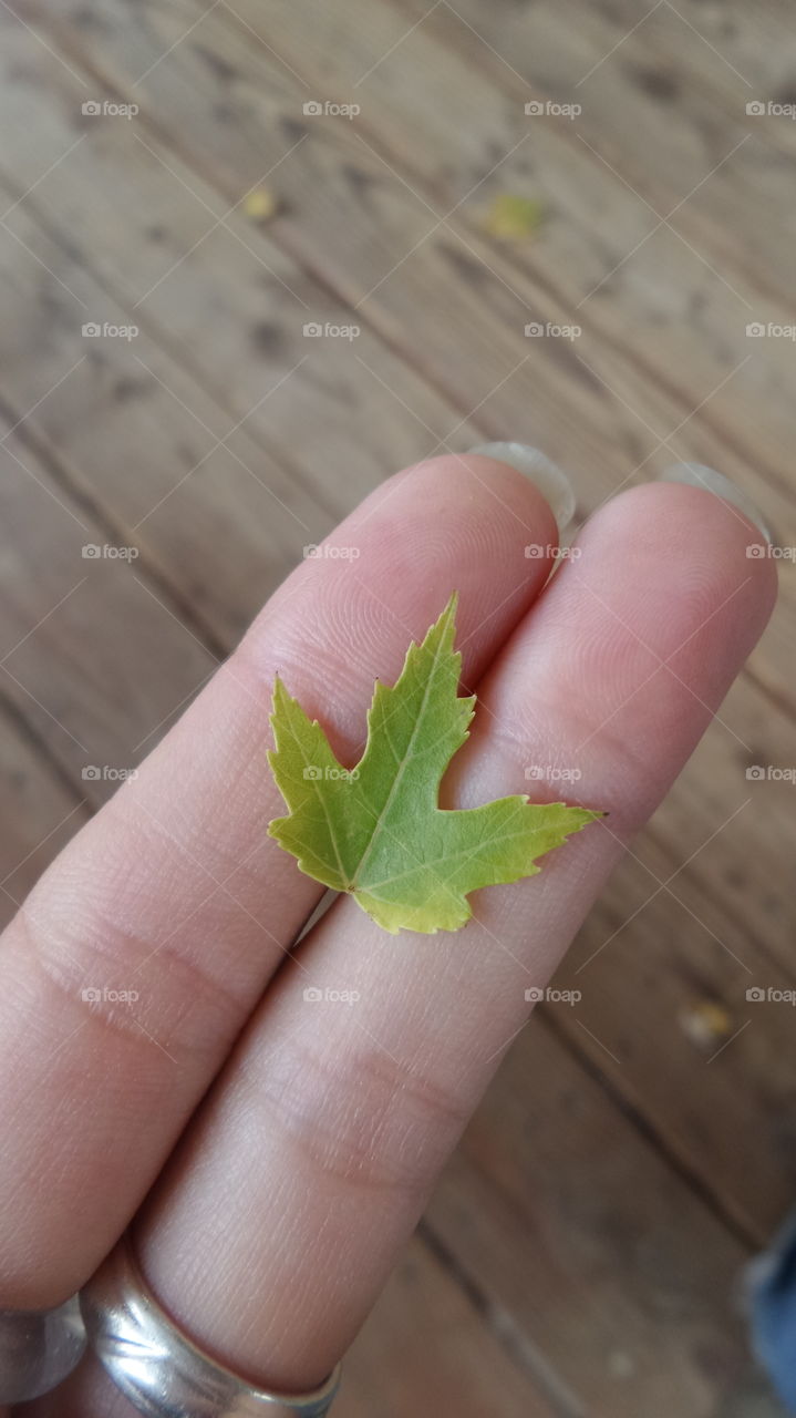 Tiny Leaf