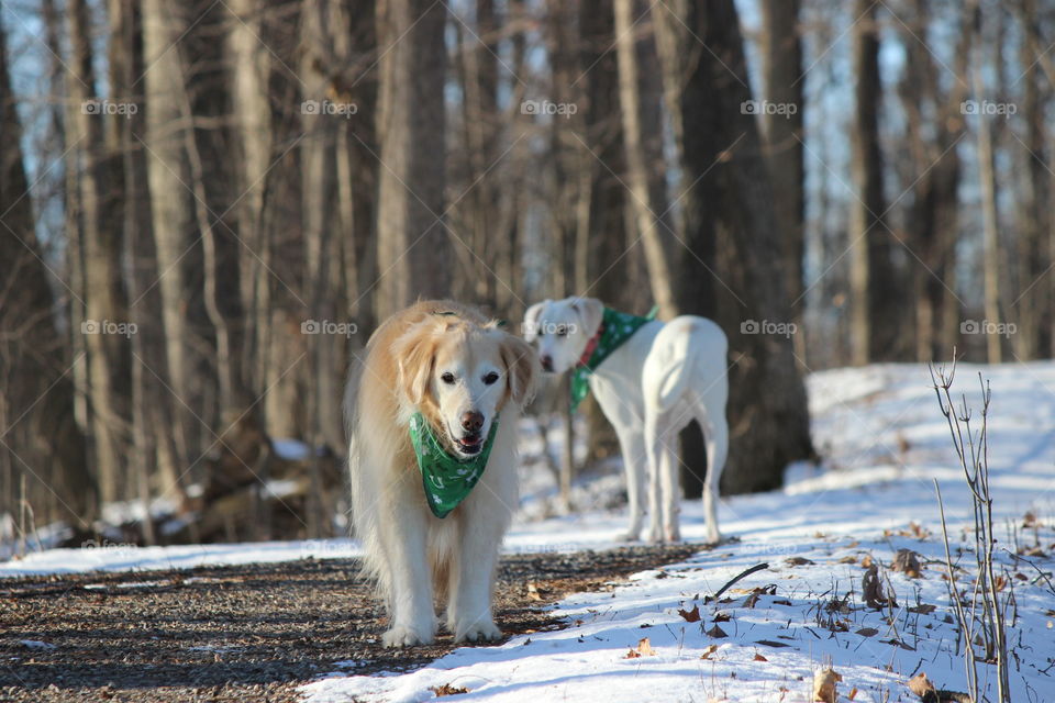 Getting ready for St . patrick's day with our leprechaun bandanas