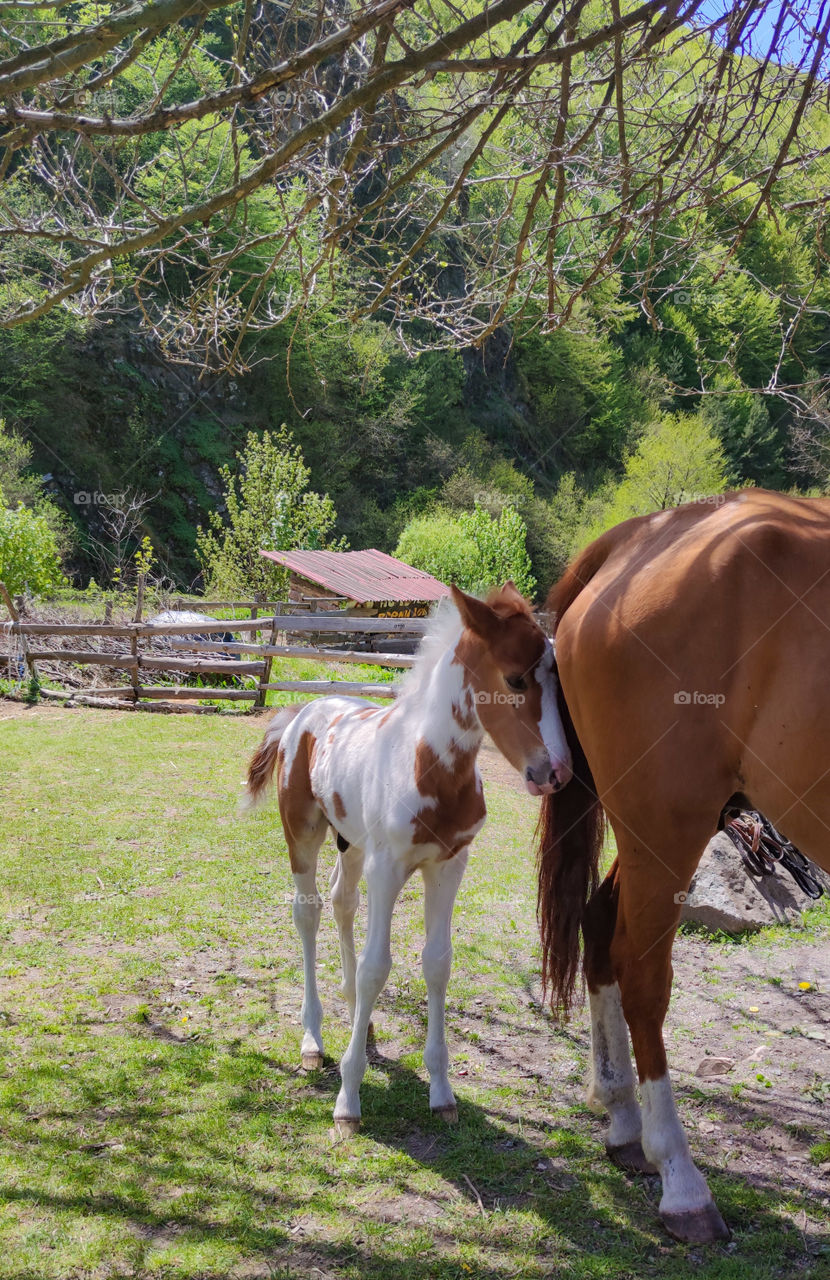 Mini ponny following its mom