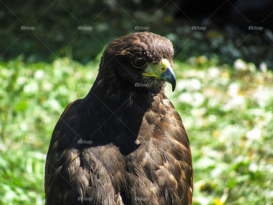 Portrait of hawk bird