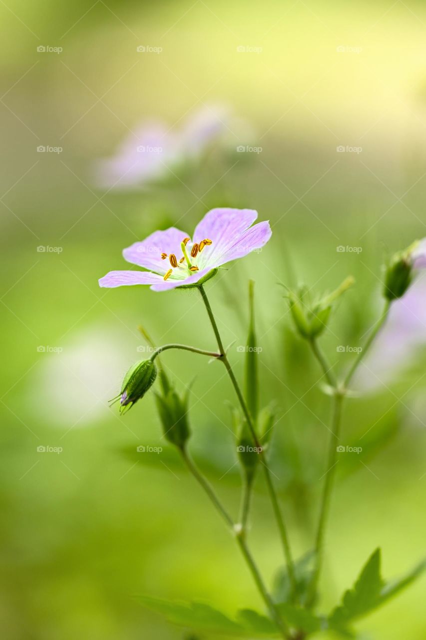 Dreamy wildflower 