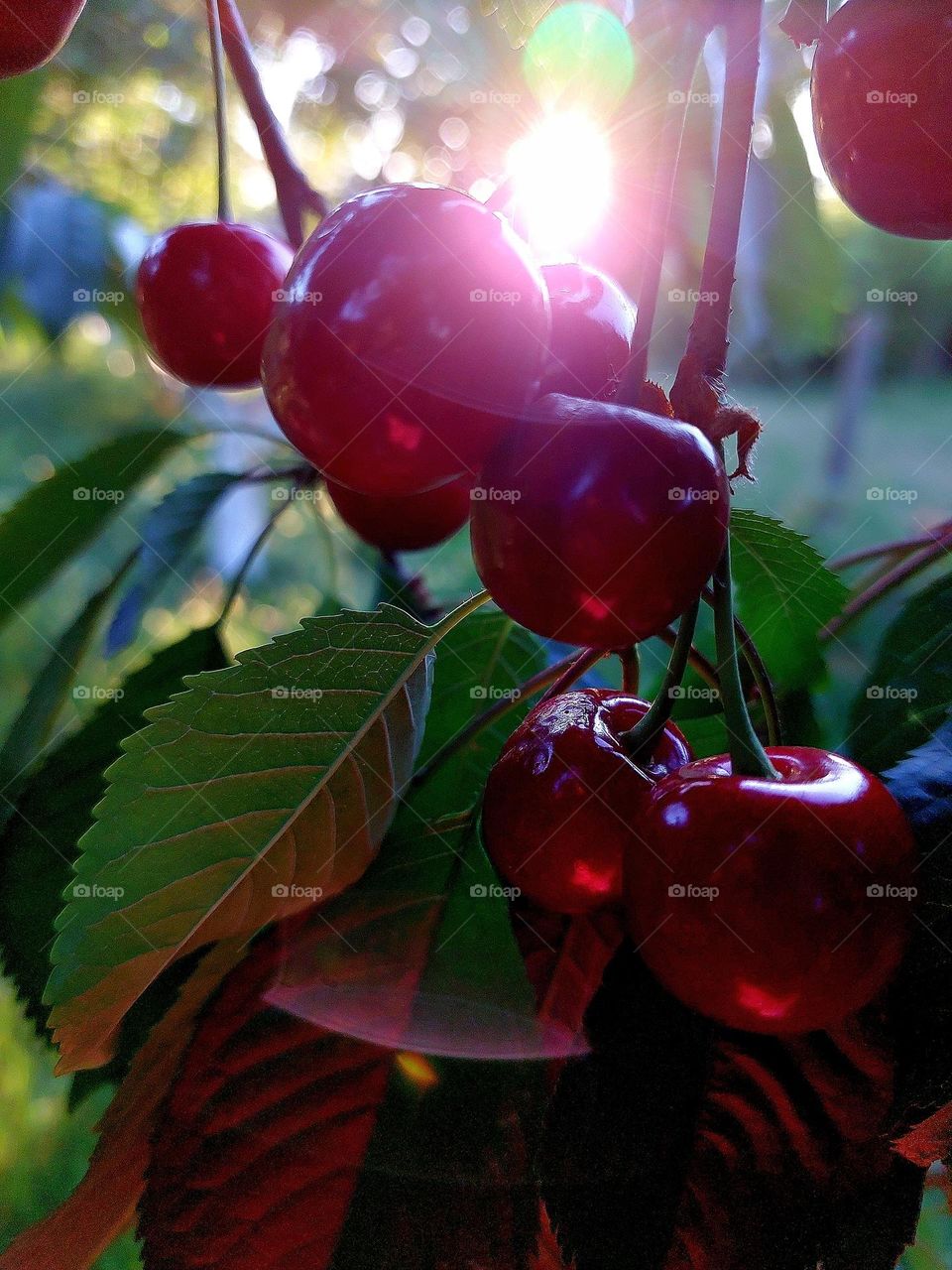 Cherry sunset 🍒