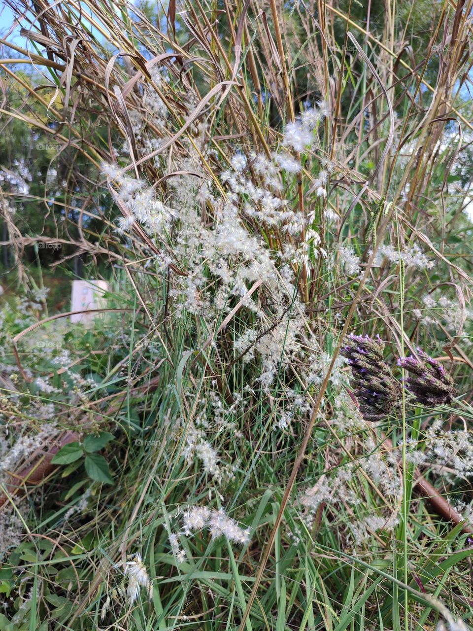 Tricholaena teneriffae gras and wild purple flowers