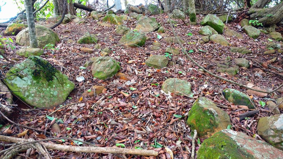 Rochas e vegetais, minérios. Pedras com cores de metais. Matas, rios, ilhas. Fenômenos da natureza. Belezas de nosso planeta.