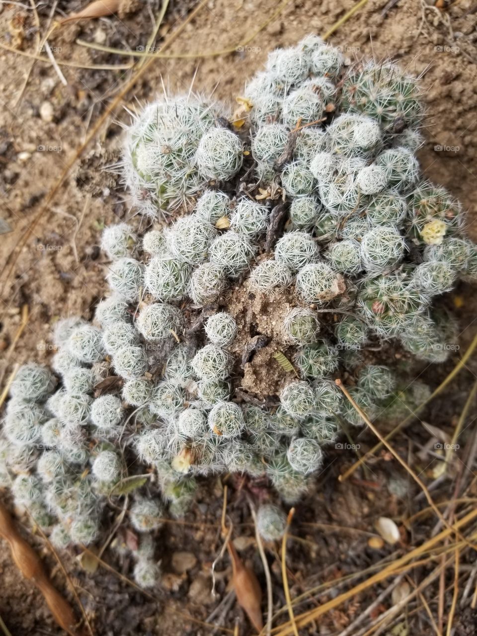 Plenty Hairy Cactus