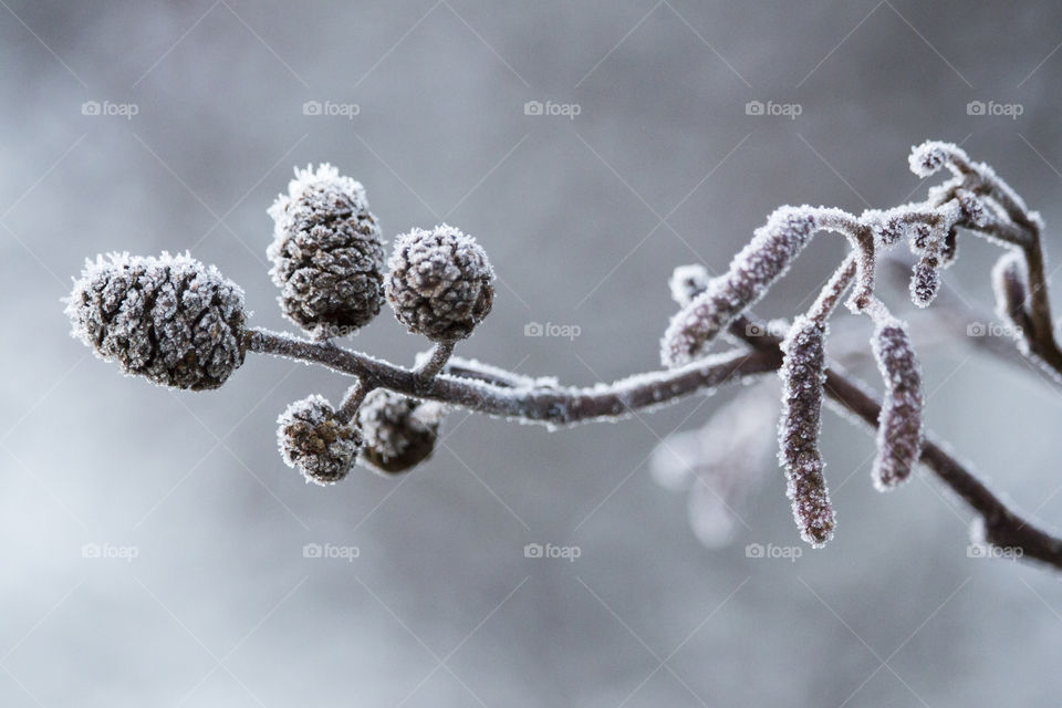 Frost on tree - alder catkins 