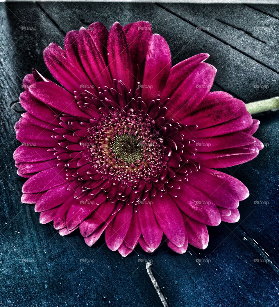 Gerbera Daisy flower 