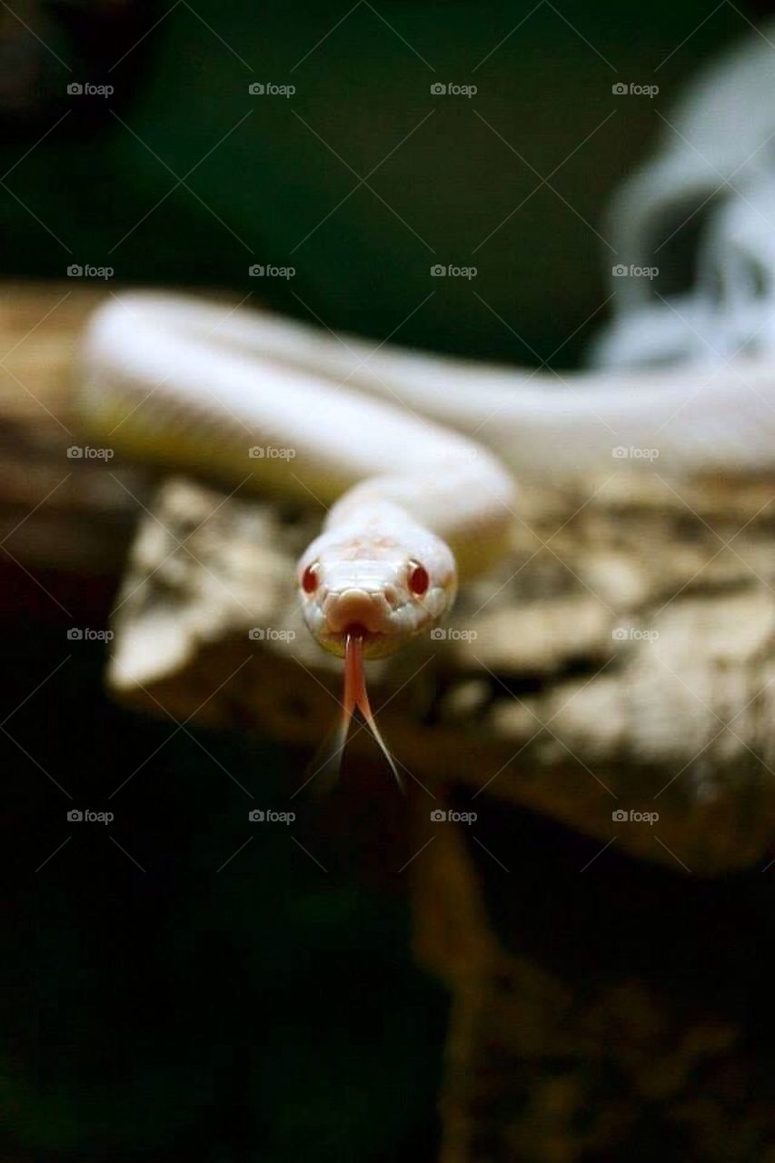 snake albino majsorm corn snake by loppan