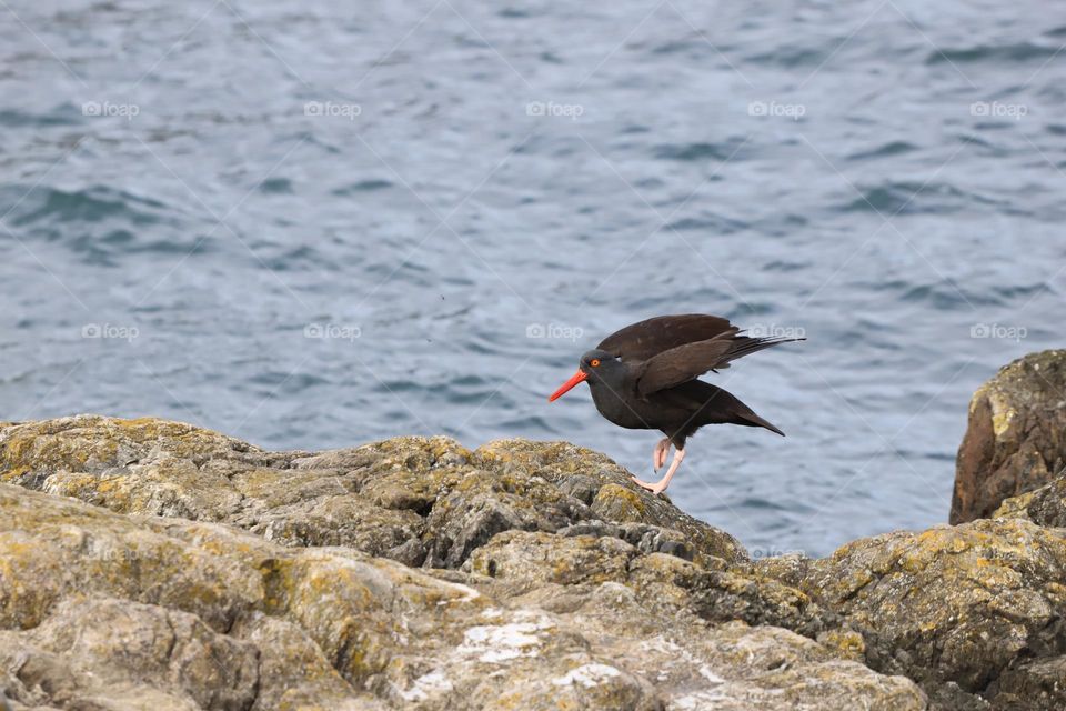 Oystercatcher on the rocky shore 