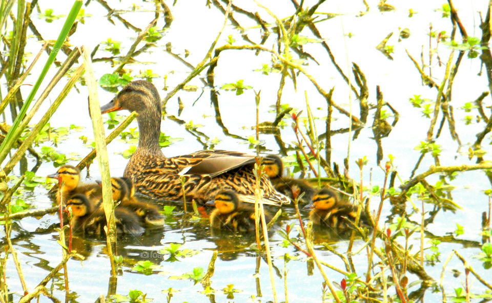 Mothers love. Mama duck with ducklings