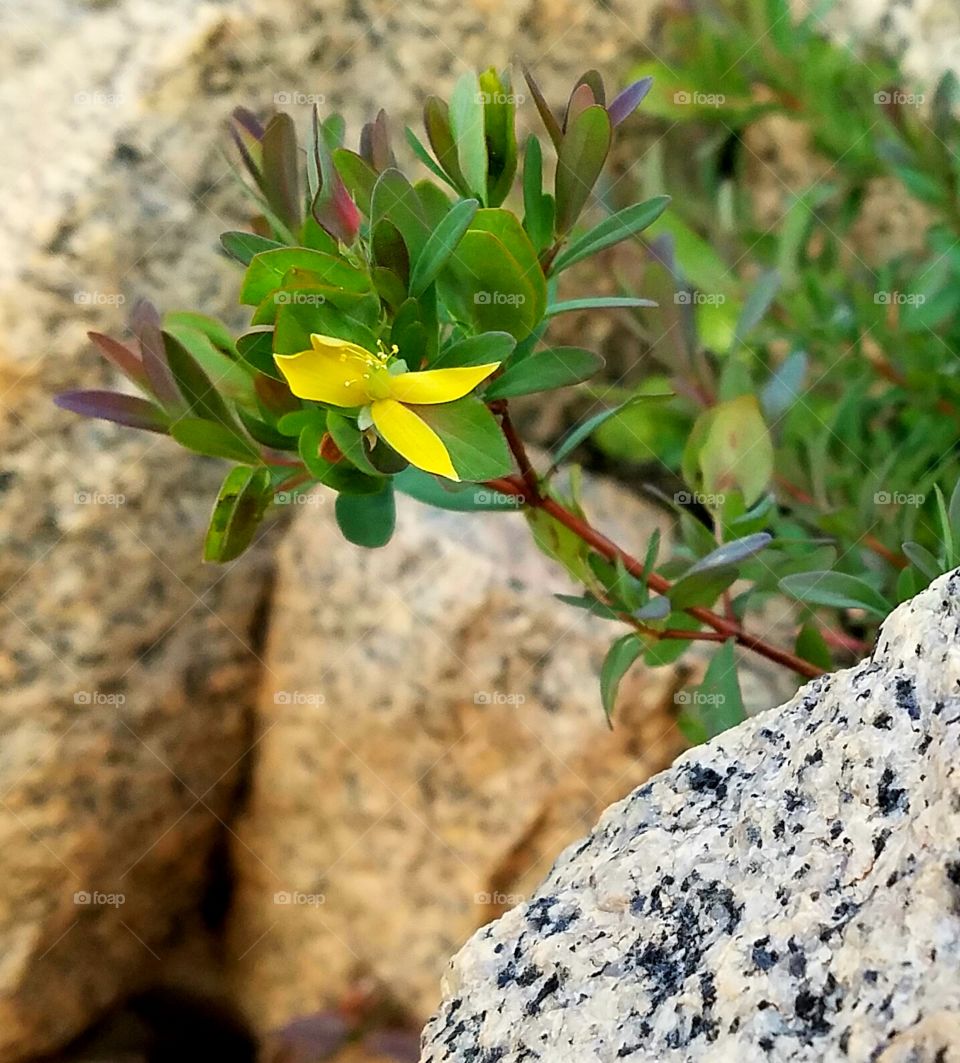 flower growing within the rocks