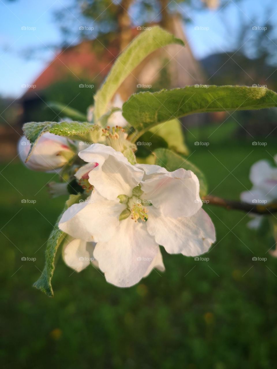 Apple flower