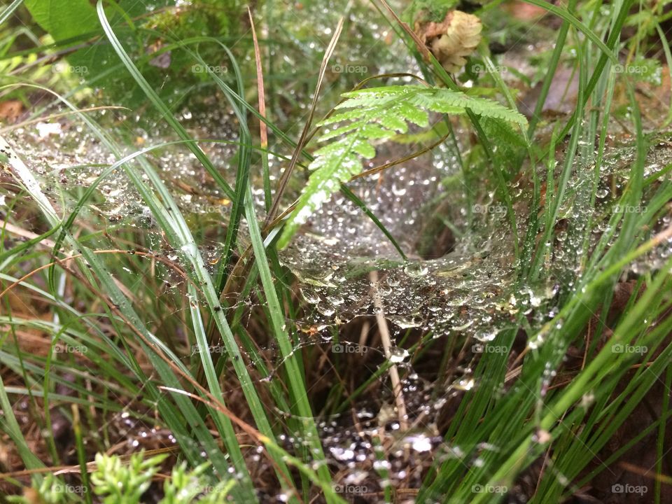 Spider house dew 1 