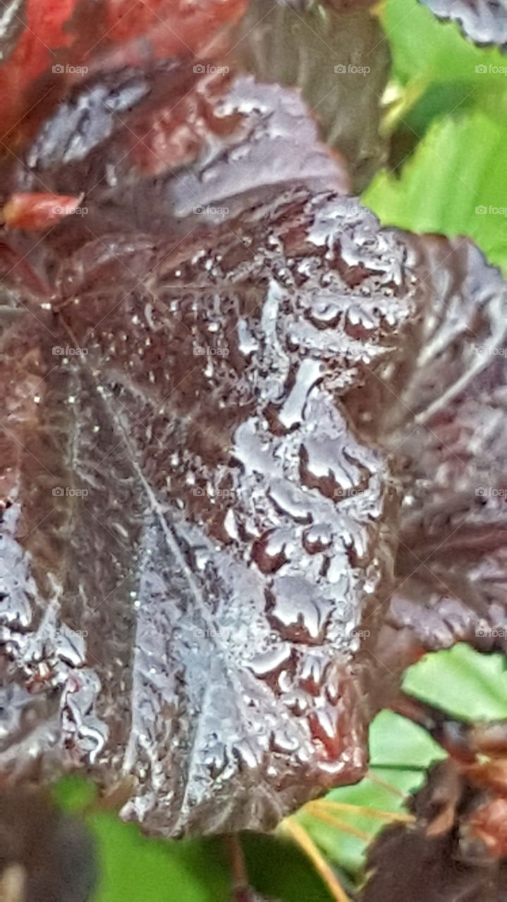 closeup of dew on a leaf