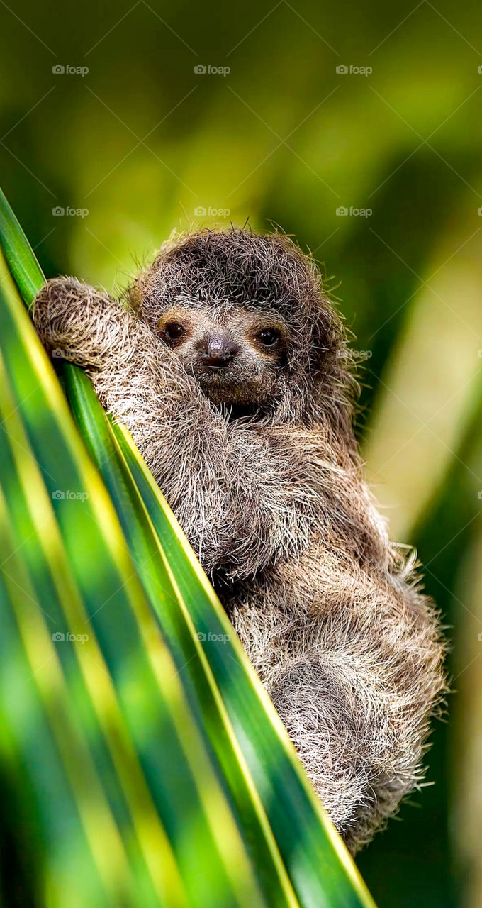 Baby sloth