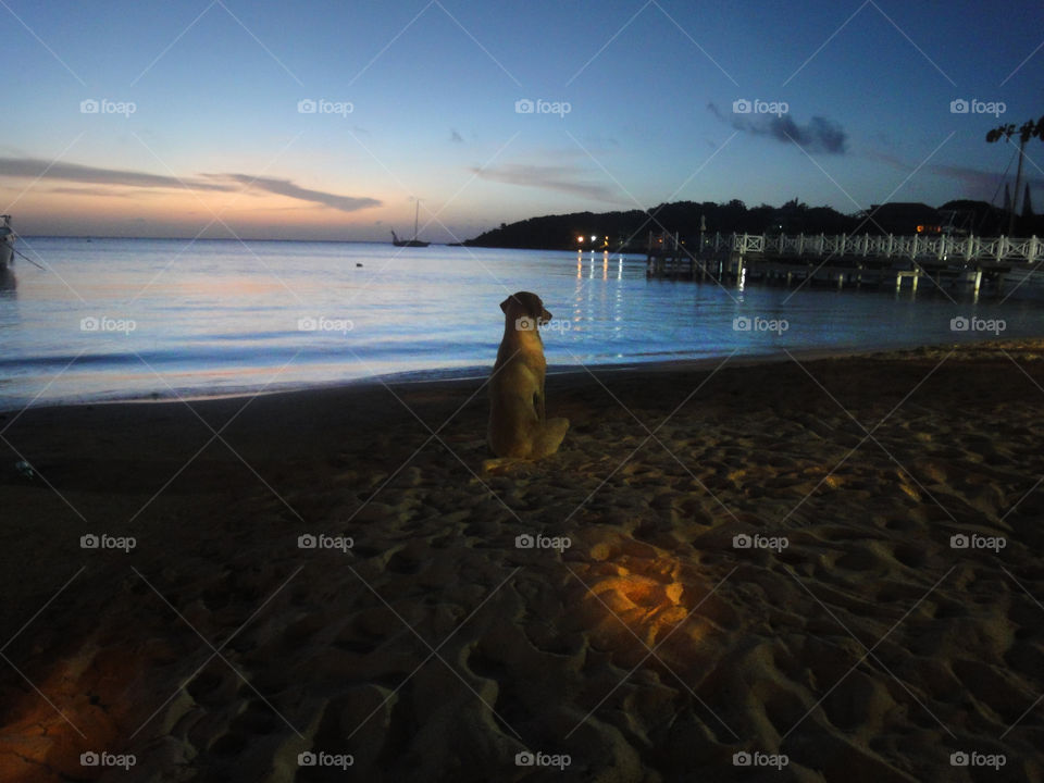 dog on the beach