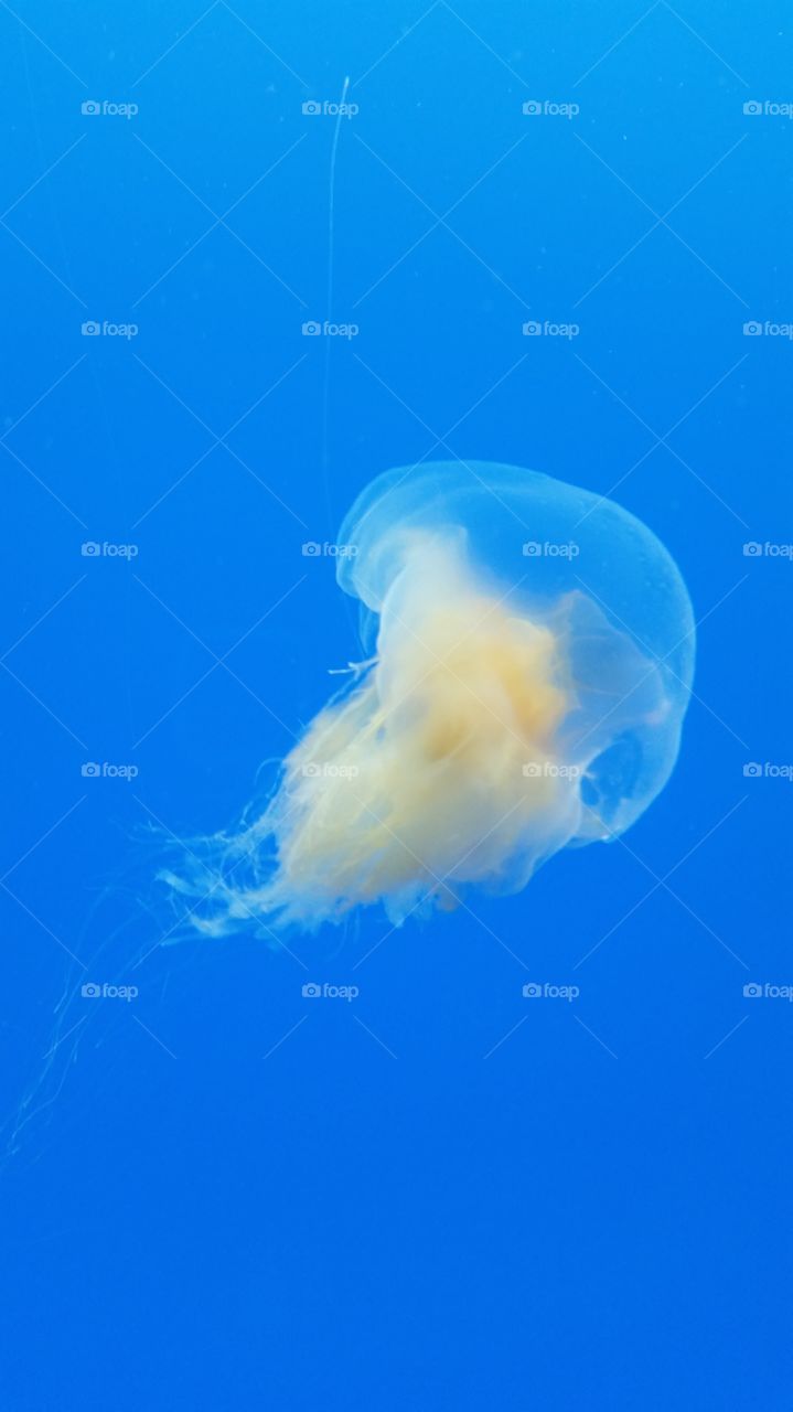 Jellyfish