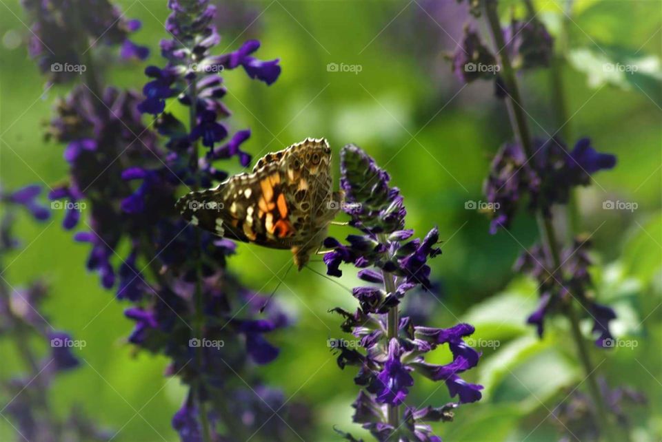 Butterfly and flowers 🦋  Papillon et fleurs