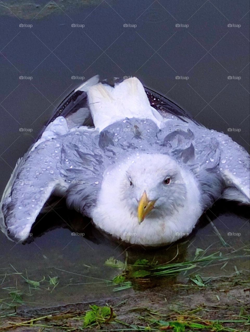 Sadness.  Sick bird seagull lies on the seashore.  The wings of the seagull are outstretched.  In the eyes of a seagull, longing and sadness