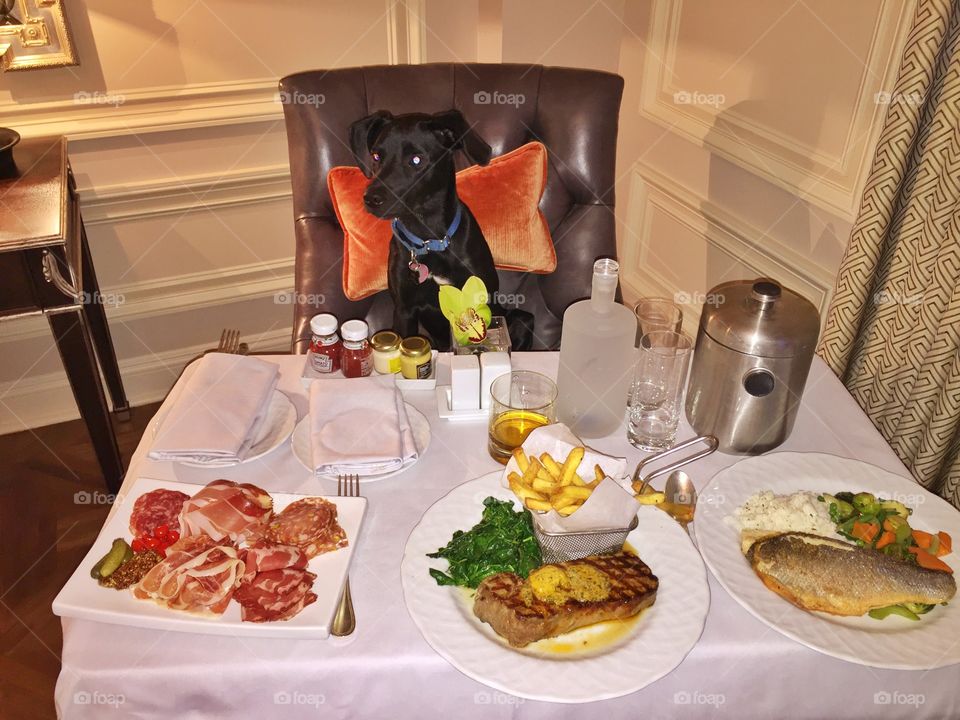 Just a dog at dinner about to have an extravagant meal in a luxury setting like all dogs should. 