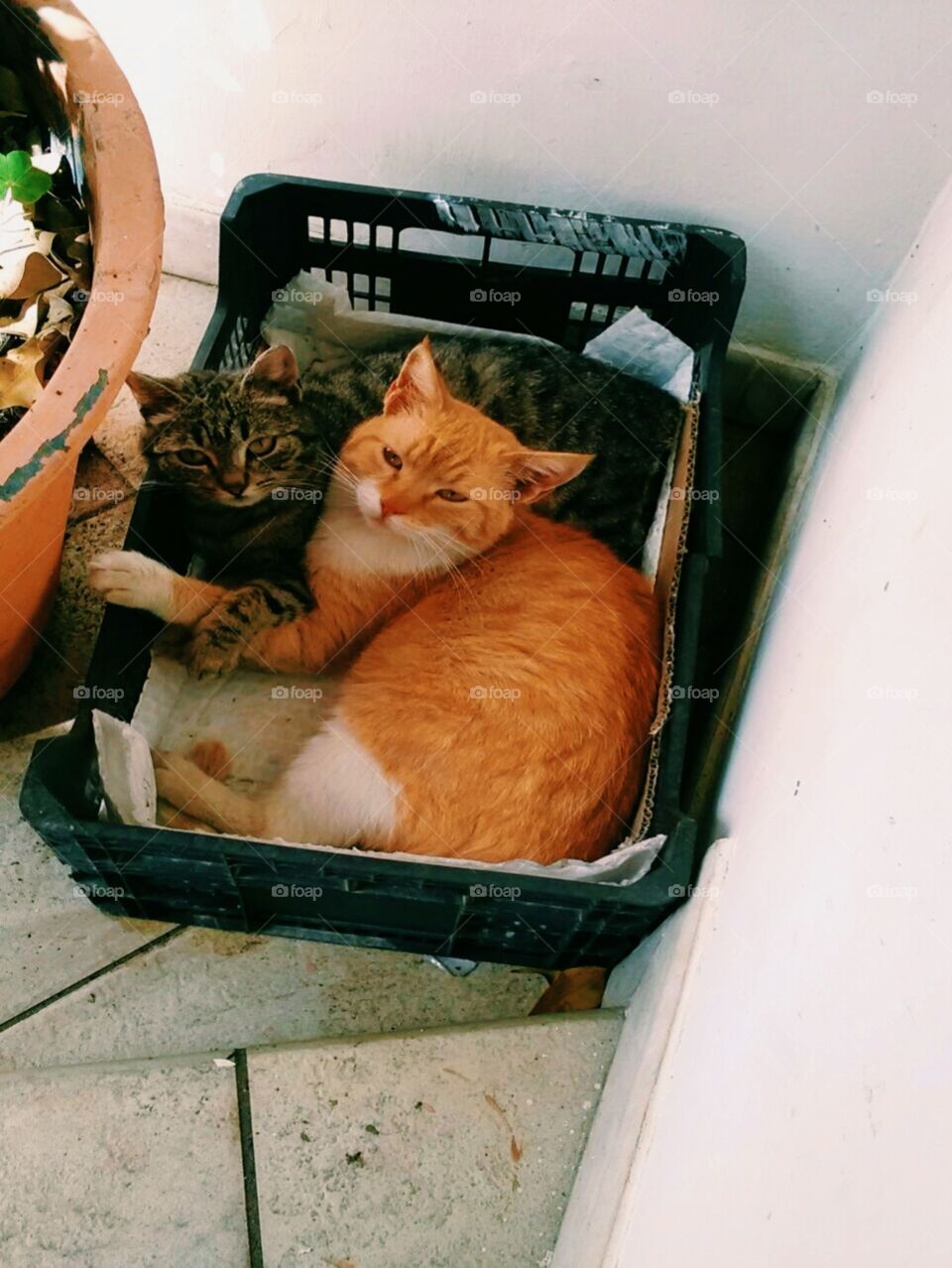 Love needs no luxury, and knows no rules. Our family cat in love with a stray. ❤
