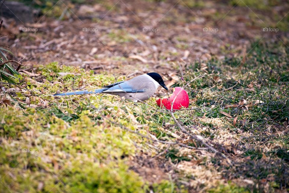 The hungry bird 🐦