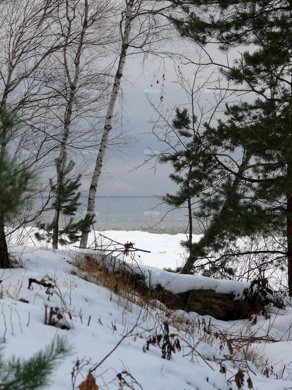 Trees during winter in Jūrmala, Latvia.