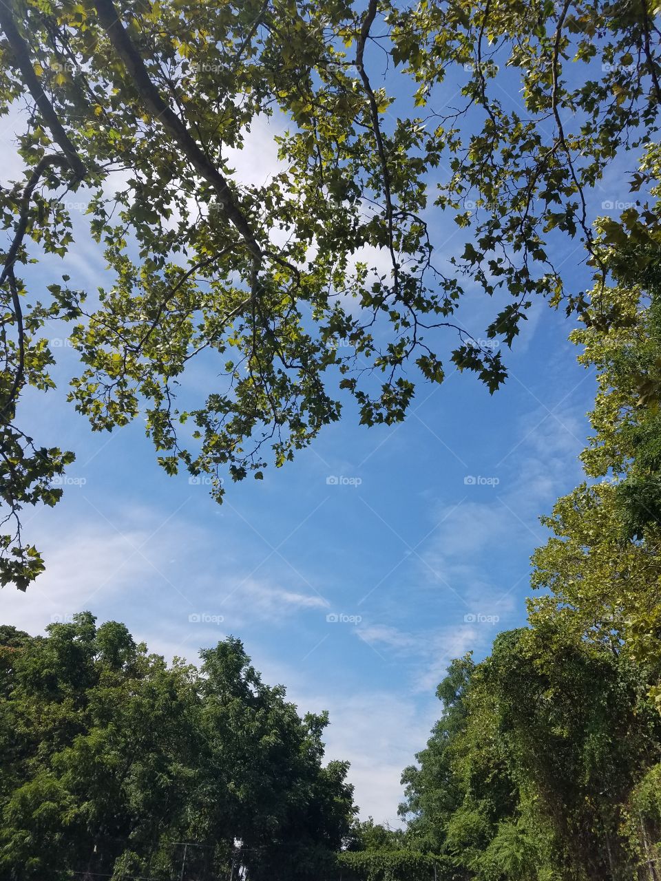 Serene blue sky surrounded by nature