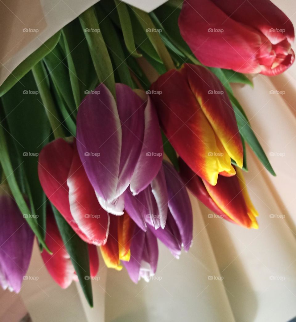 Tulips, Multicolored tulips, Flowers, Color, multicolor