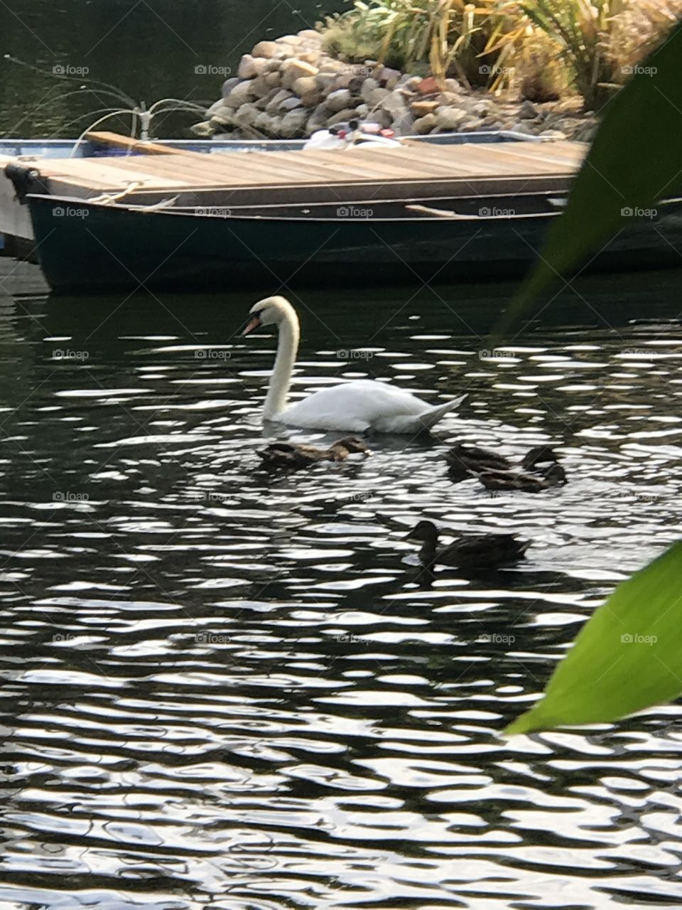 Swan babies 