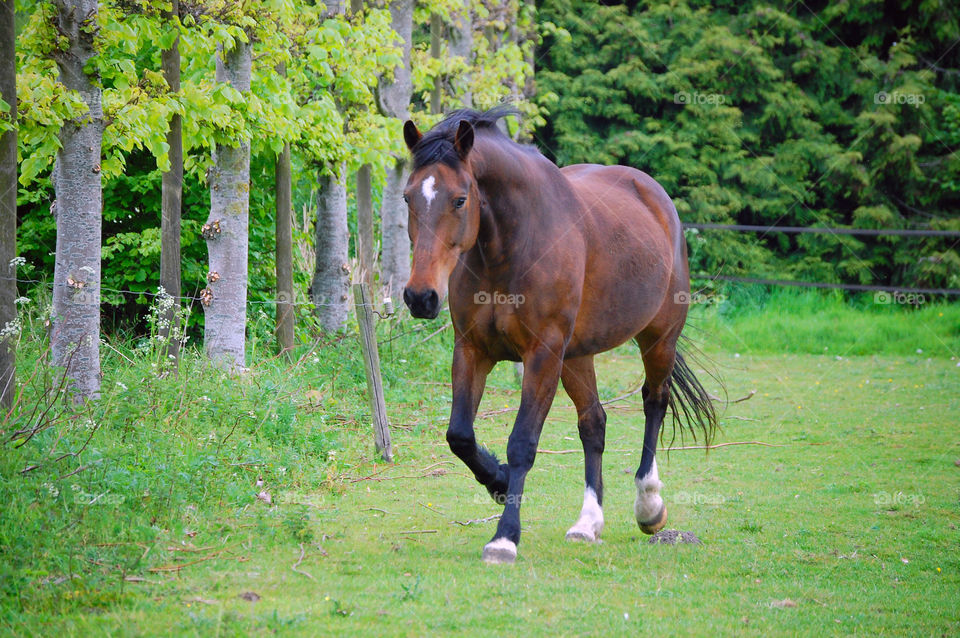 Brown horse running