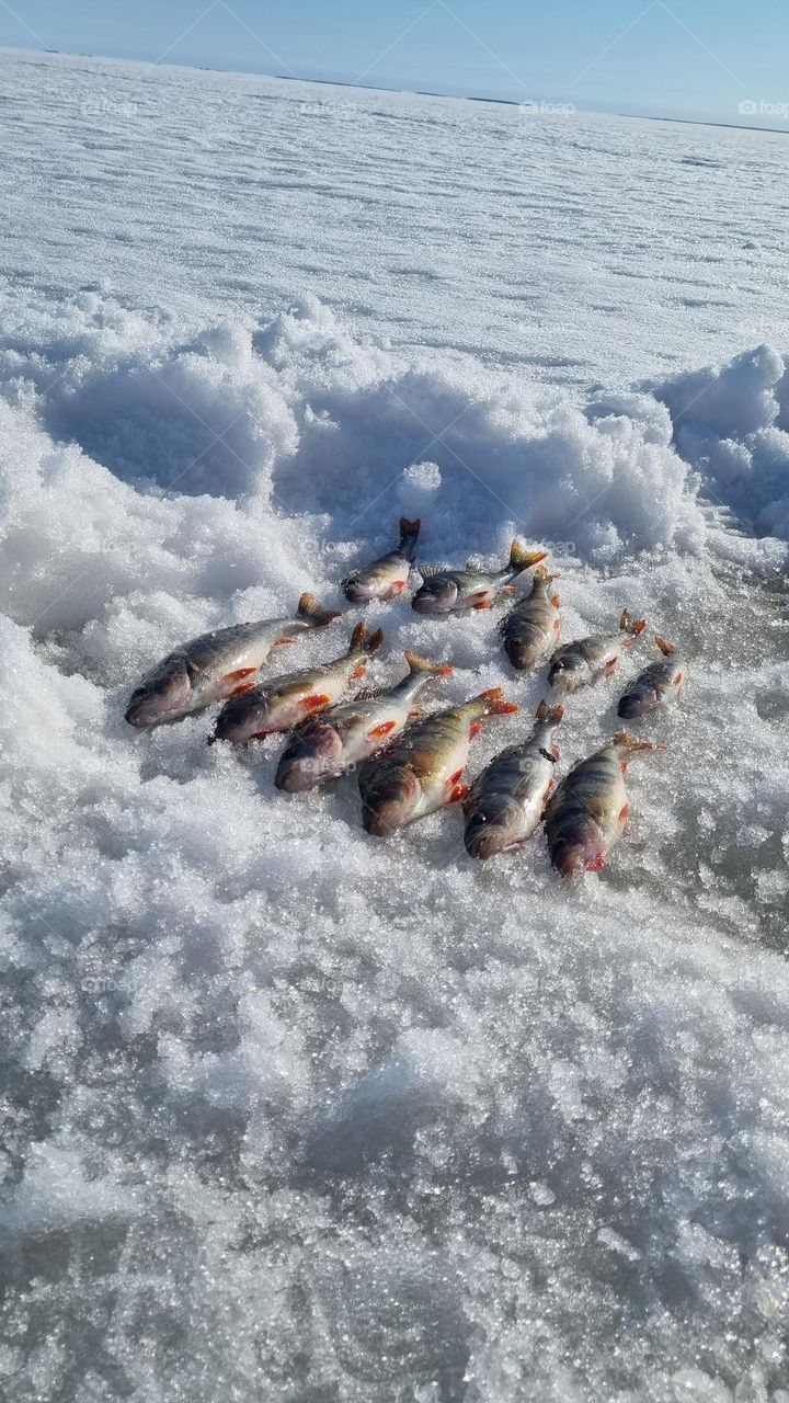 Winter fishing for perch on the ice in Finnish Lapland
