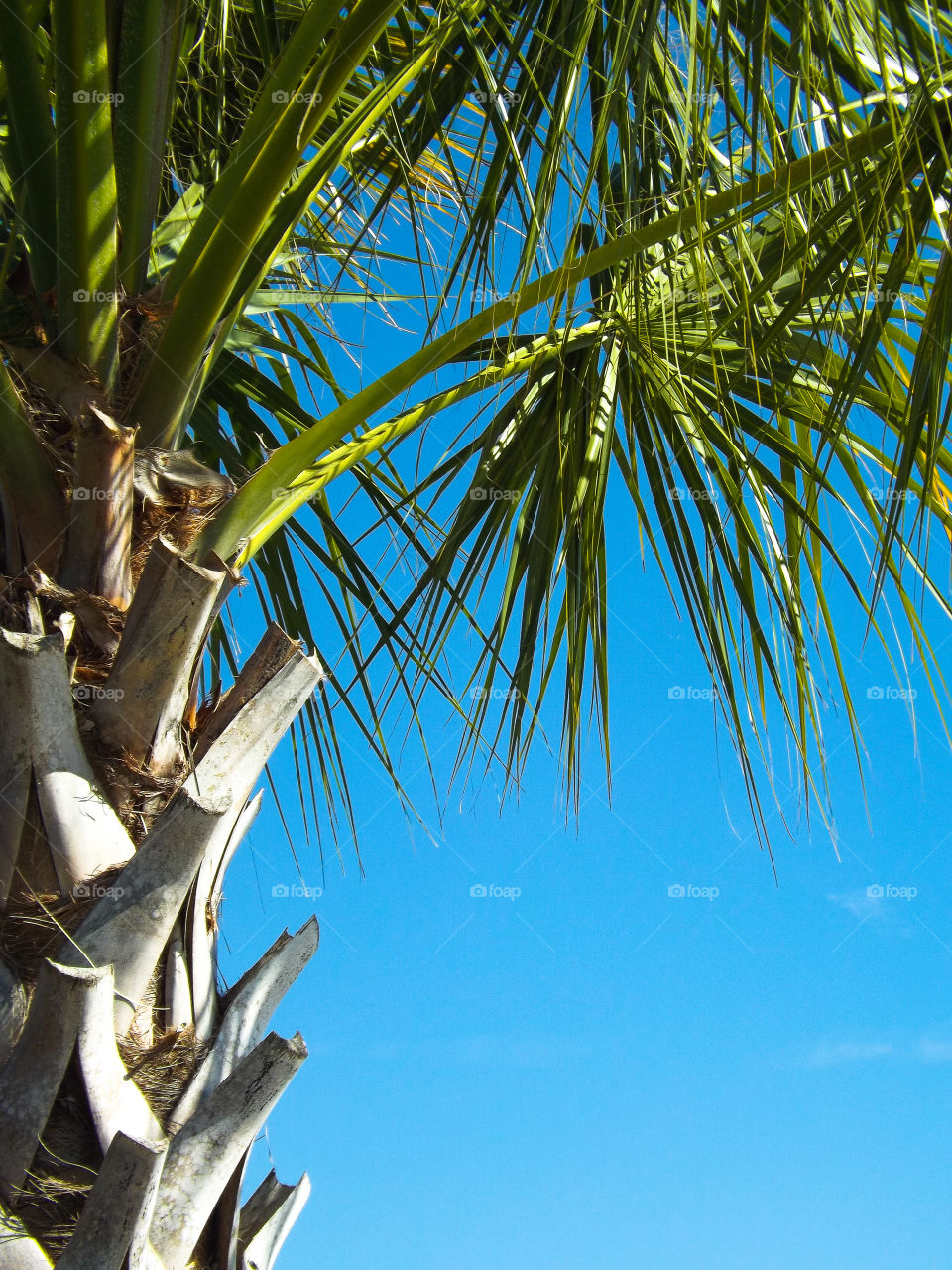 Palm life. 