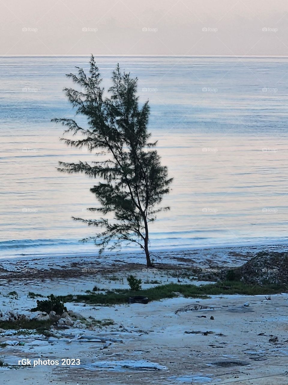 lone tree on a tropical beach swung in the morning breeze