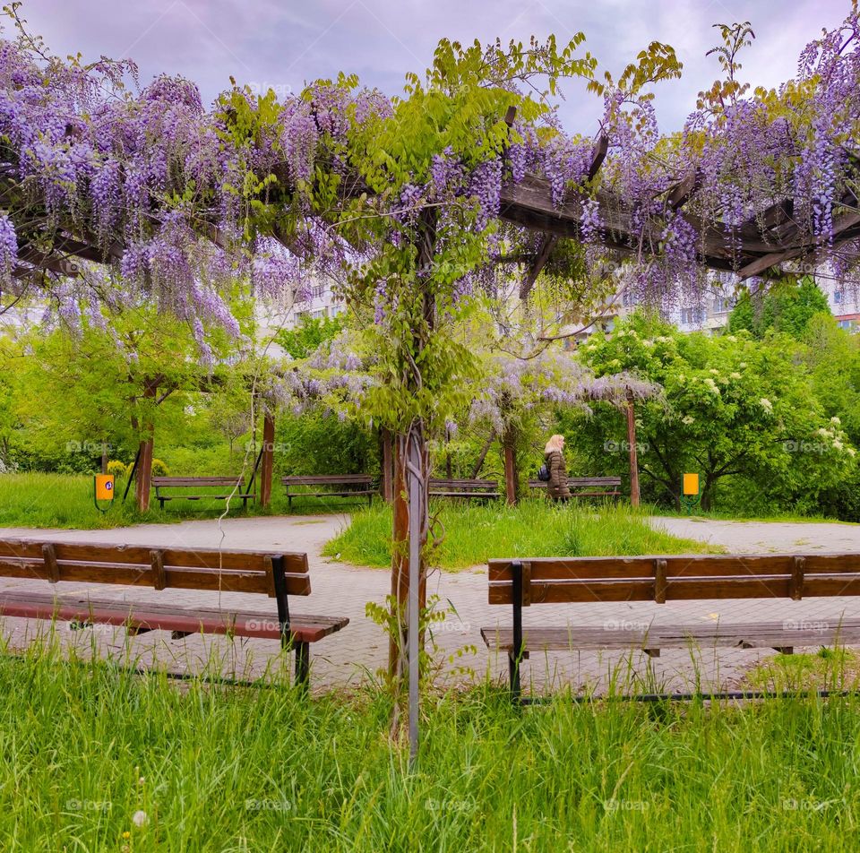 Wisteria bloom in the park