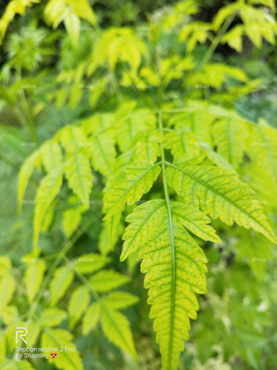 inhale the positivity of nature