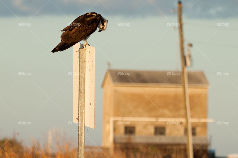 Osprey overlooking pump house