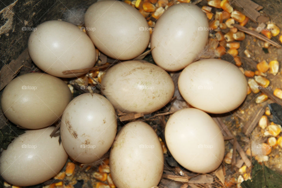 Duck eggs